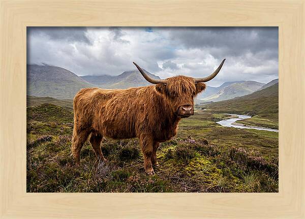 Majestic Cattle Amidst Highland Landscapes