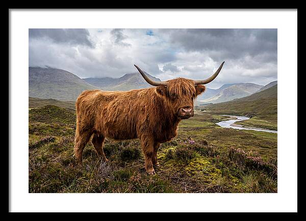 Majestic Cattle Amidst Highland Landscapes