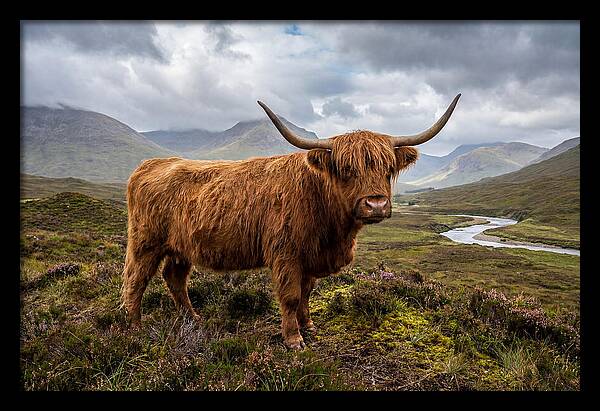 Majestic Cattle Amidst Highland Landscapes