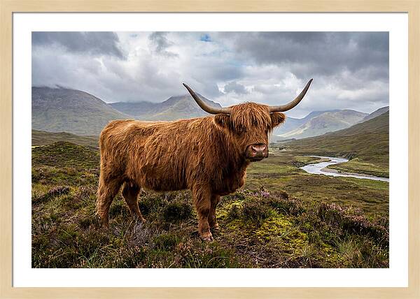 Majestic Cattle Amidst Highland Landscapes