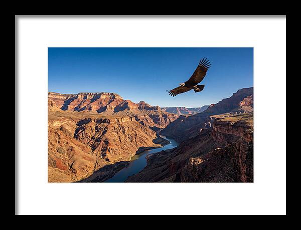 Majestic Condor Above The Canyon