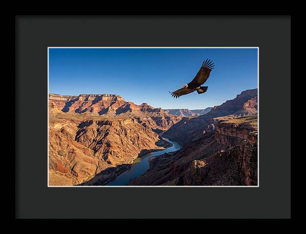 Majestic Condor Above The Canyon