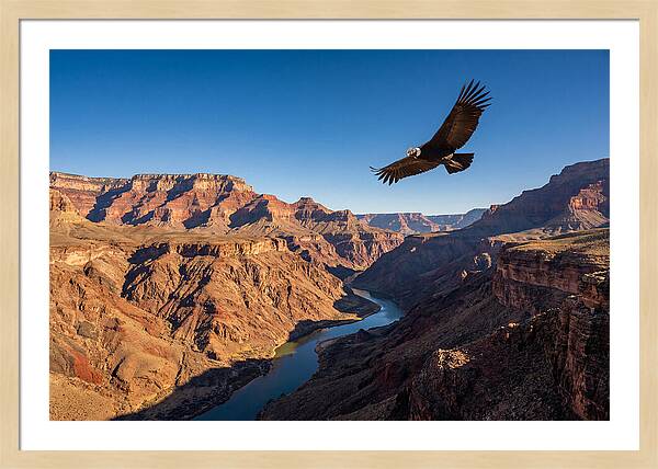 Majestic Condor Above The Canyon