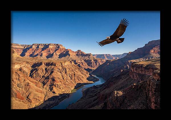 Majestic Condor Above The Canyon
