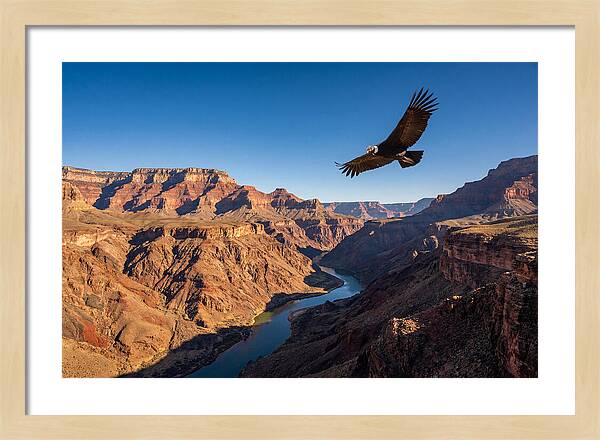 Majestic Condor Above The Canyon