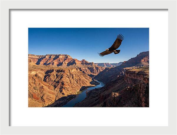 Majestic Condor Above The Canyon