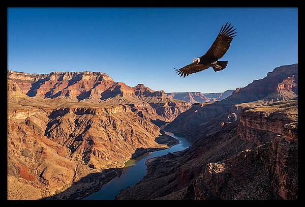 Majestic Condor Above The Canyon