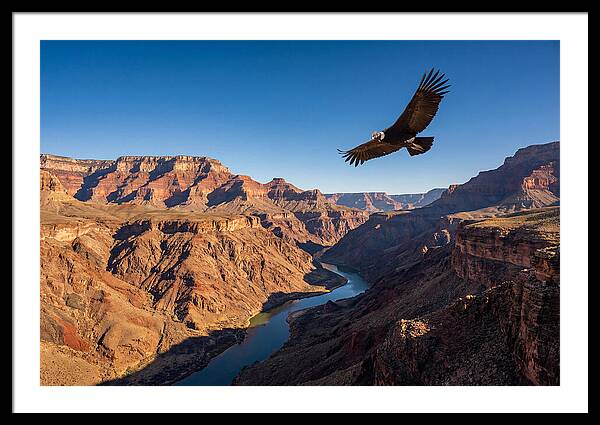 Majestic Condor Above The Canyon