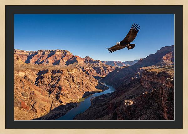Majestic Condor Above The Canyon