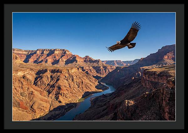 Majestic Condor Above The Canyon