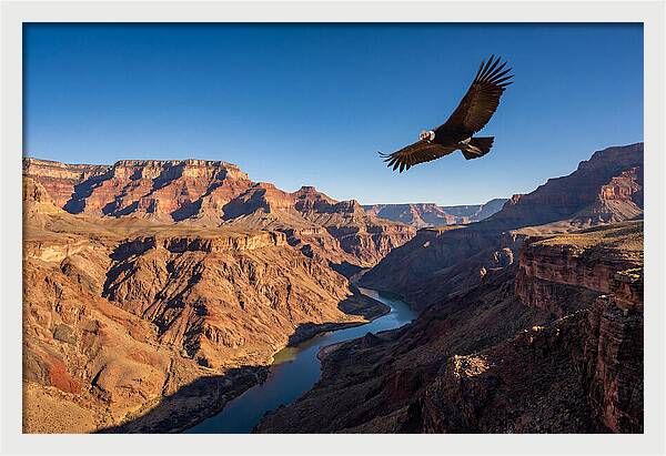 Majestic Condor Above The Canyon