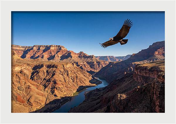 Majestic Condor Above The Canyon