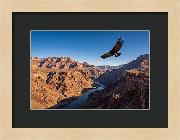 Majestic Condor Above The Canyon