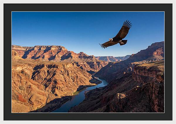 Majestic Condor Above The Canyon