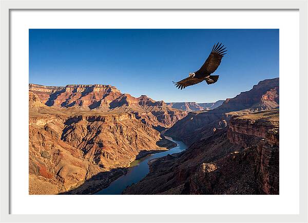 Majestic Condor Above The Canyon