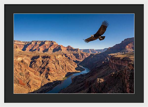 Majestic Condor Above The Canyon