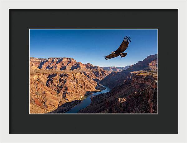 Majestic Condor Above The Canyon