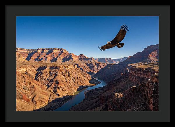 Majestic Condor Above The Canyon
