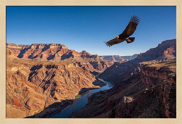 Majestic Condor Above The Canyon