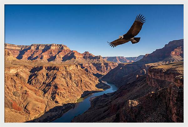 Majestic Condor Above The Canyon