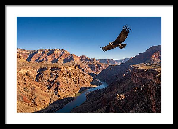 Majestic Condor Above The Canyon