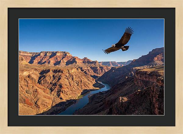 Majestic Condor Above The Canyon