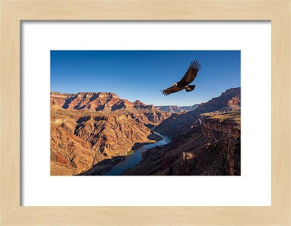 Majestic Condor Above The Canyon