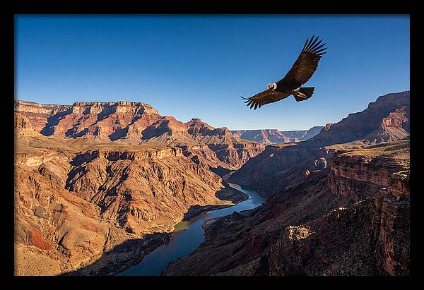 Majestic Condor Above The Canyon