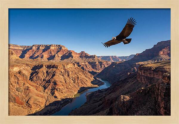 Majestic Condor Above The Canyon