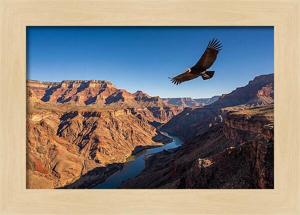Majestic Condor Above The Canyon