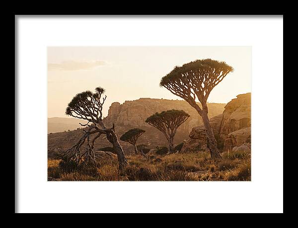 Majestic Dragon Blood Trees At Dusk