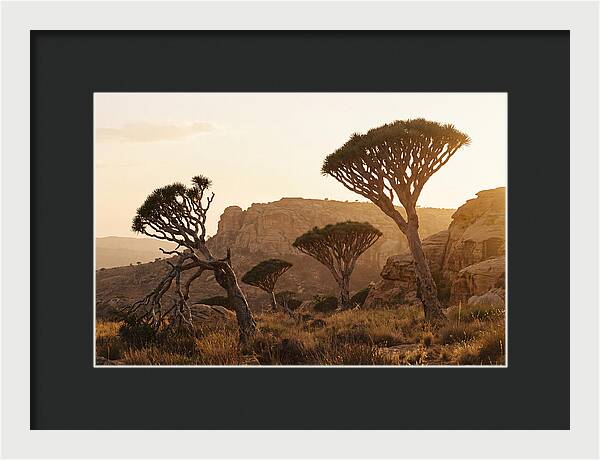 Majestic Dragon Blood Trees At Dusk