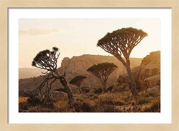 Majestic Dragon Blood Trees At Dusk
