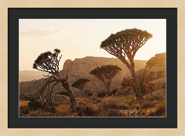Majestic Dragon Blood Trees At Dusk