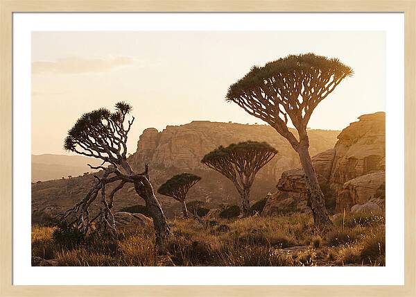 Majestic Dragon Blood Trees At Dusk