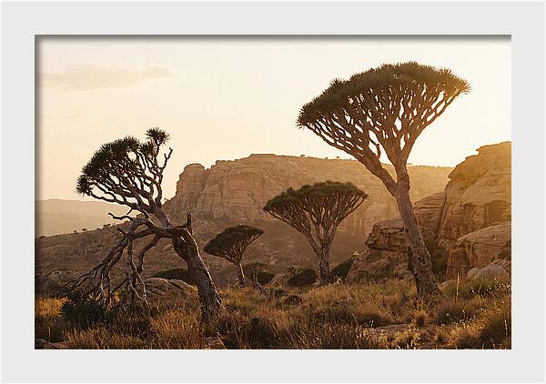 Majestic Dragon Blood Trees At Dusk