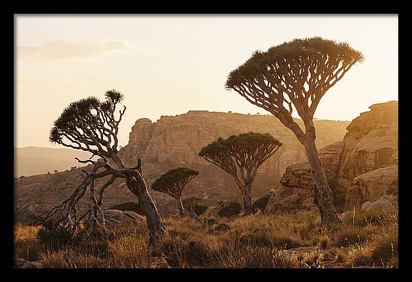 Majestic Dragon Blood Trees At Dusk
