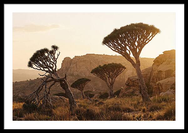 Majestic Dragon Blood Trees At Dusk