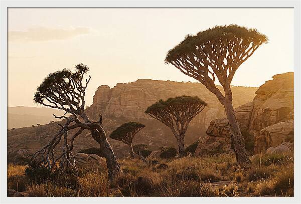 Majestic Dragon Blood Trees At Dusk