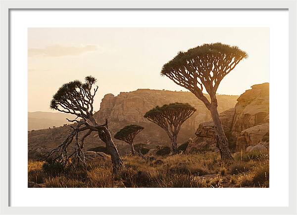Majestic Dragon Blood Trees At Dusk