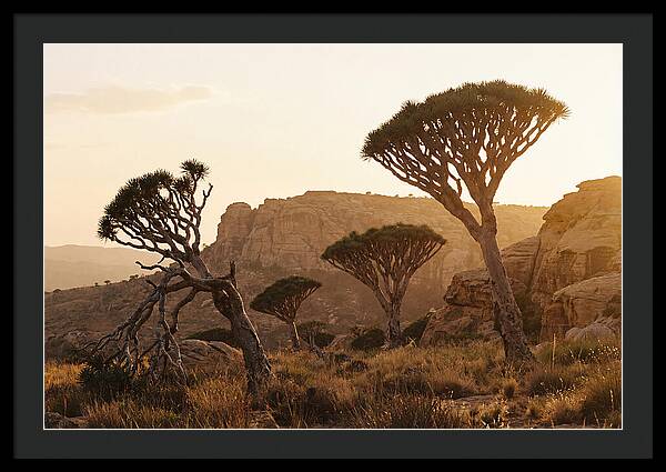 Majestic Dragon Blood Trees At Dusk