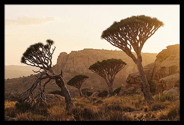 Majestic Dragon Blood Trees At Dusk