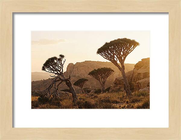 Majestic Dragon Blood Trees At Dusk
