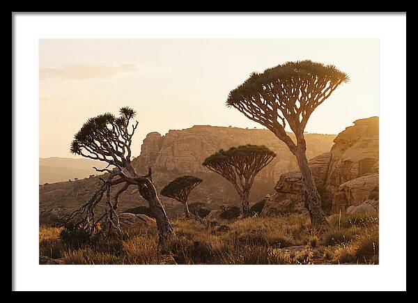 Majestic Dragon Blood Trees At Dusk