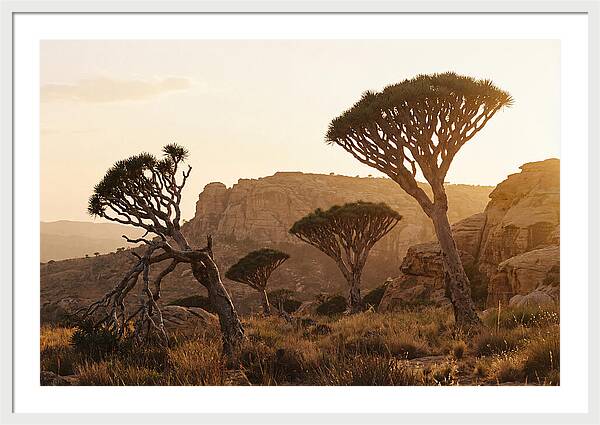 Majestic Dragon Blood Trees At Dusk
