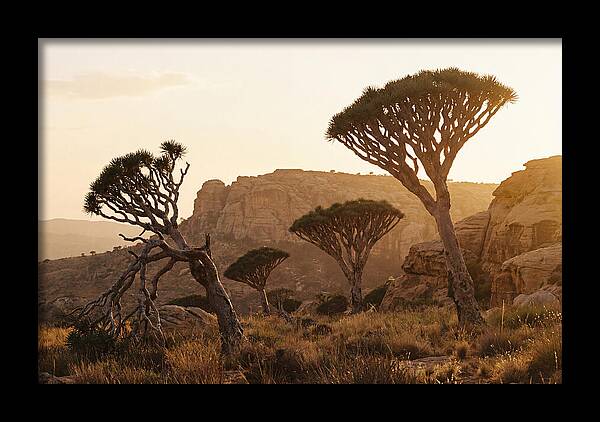 Majestic Dragon Blood Trees At Dusk