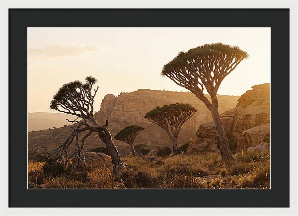 Majestic Dragon Blood Trees At Dusk