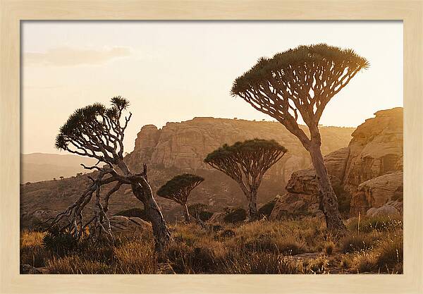 Majestic Dragon Blood Trees At Dusk