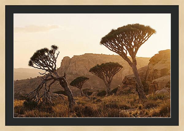 Majestic Dragon Blood Trees At Dusk