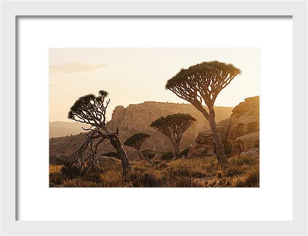 Majestic Dragon Blood Trees At Dusk